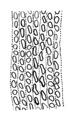 Macromitrium gracile, transitional laminal cells.
 Image: R.C. Wagstaff © All rights reserved. Redrawn with permission from Vitt (1983). 